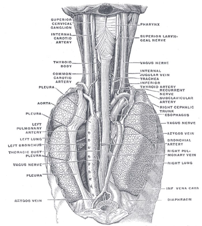 Detailed vintage anatomical illustration of human thoracic organs and nerves used in bizarre autopsy discoveries.