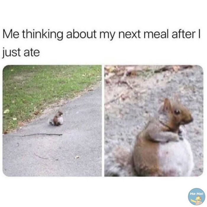 A chubby squirrel sitting on a path, humorously illustrating mocking posts and jokes about overeating moments.