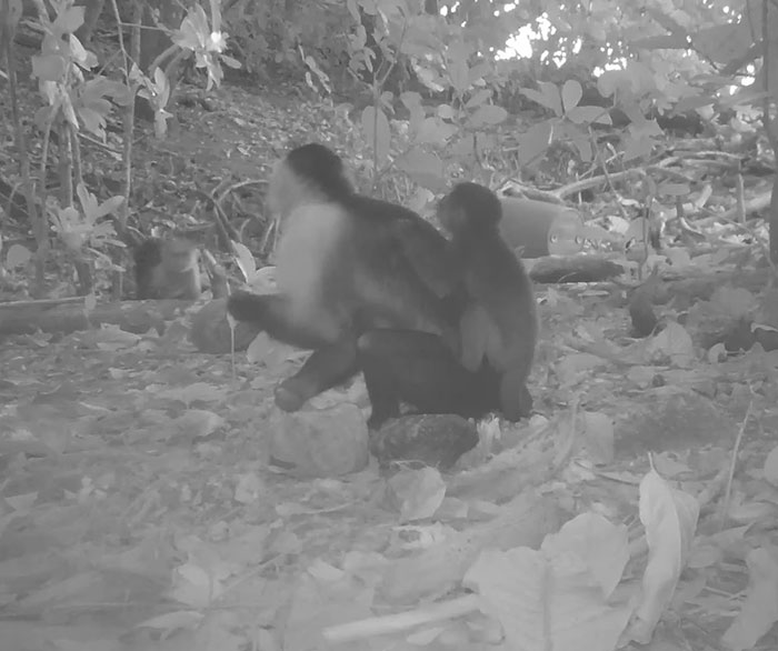 Monkeys captured on hidden camera in the wild, showing behavior of kidnapping babies of another species.