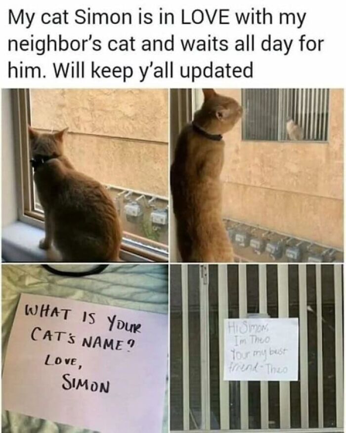 Cat waiting by window for neighbor’s cat with notes exchanged, a funny and silly animal meme to lift your spirits.