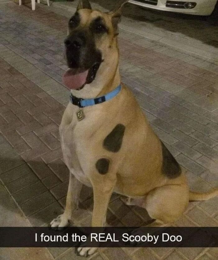 Happy dog with unique spots resembling cartoon character, sitting on paved ground in a warm animal pics collection.