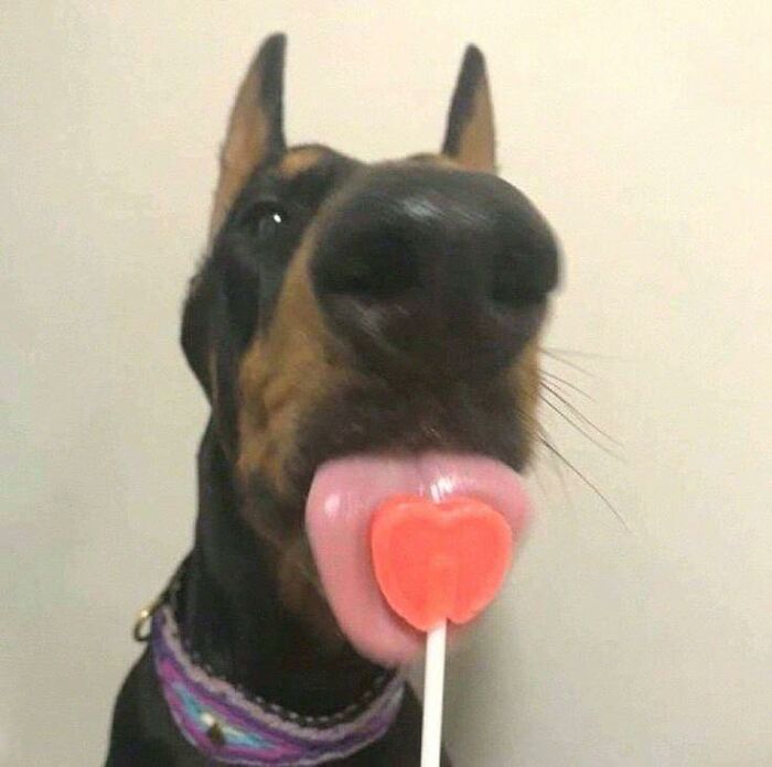 Doberman dog licking heart-shaped lollipop, showcasing hilarious animal behavior in goblin mode with a playful and goofy expression.