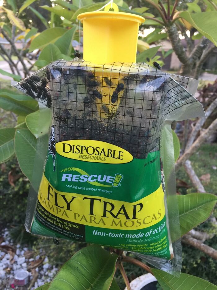 Disposable fly trap hanging on garden plant, designed to control pests and protect your garden effectively.