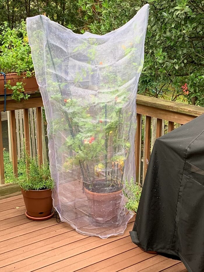 Potted tomato plant covered with protective mesh on wooden deck to prevent garden pests and annoyances.