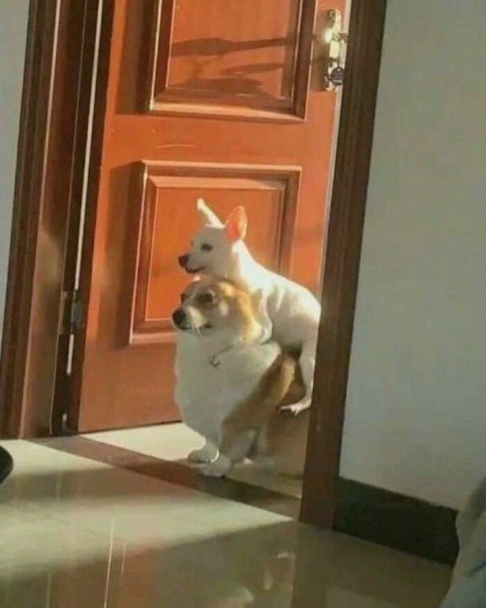 Two dogs in a funny pose inside a home, showcasing hilarious animals who lost the plot and went into goblin mode.