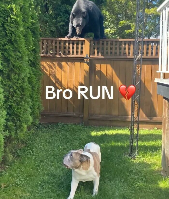 Bear perched on fence above a dog in a yard, capturing a hilarious animal moment in goblin mode humor.