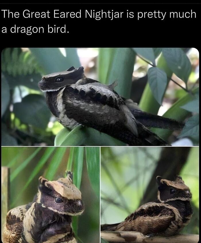 Great Eared Nightjar perched among green leaves, featured in funny and silly animal memes to lift your spirits.