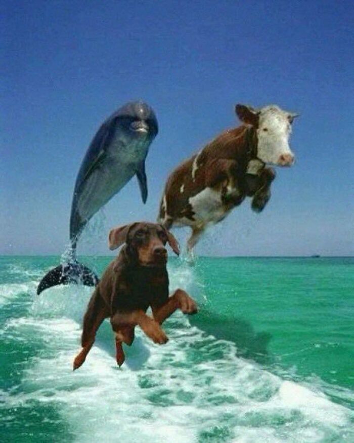 A dog, dolphin, and cow hilariously jumping out of the water together, showcasing animals in goblin mode.