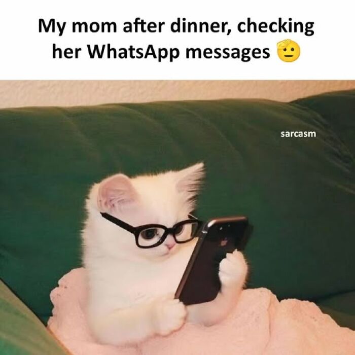 Cute white kitten wearing glasses and looking at a smartphone, illustrating hilarious memes from a popular Facebook page.