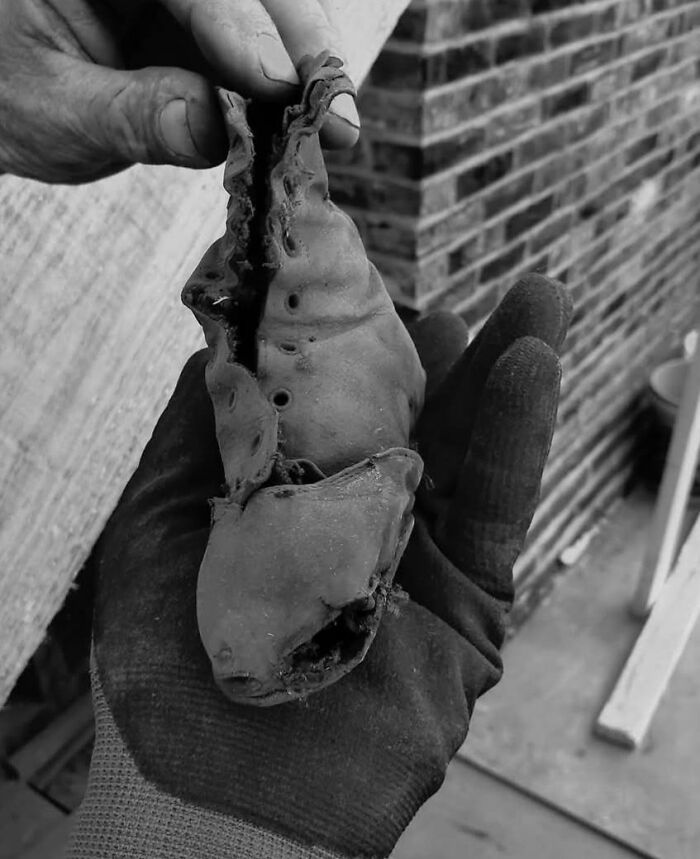 Gloved hand holding a strange, decayed object found in a home with a hidden or forgotten past.
