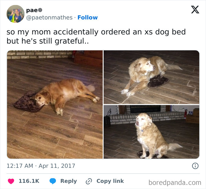 Golden retriever lying contentedly on an extra small dog bed, showcasing funny and wholesome dog memes.