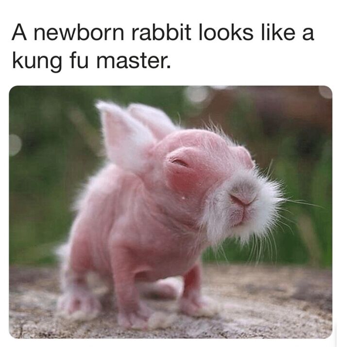 Hairless newborn rabbit with a humorous expression, resembling a kung fu master in funny and silly animal memes.
