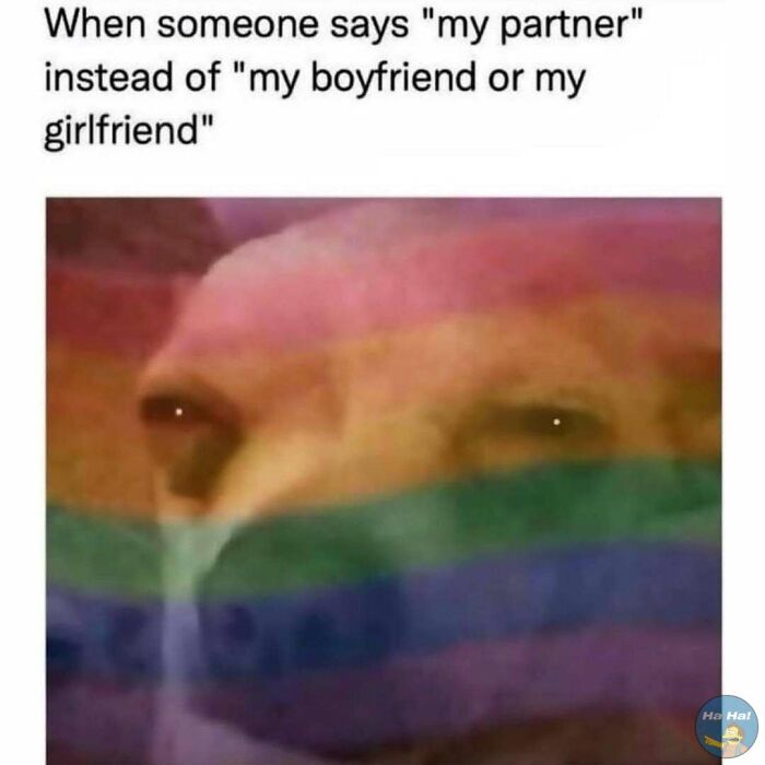 Close-up of a dog’s concerned face with a rainbow overlay, a mocking posts joke about saying partner instead of boyfriend or girlfriend.
