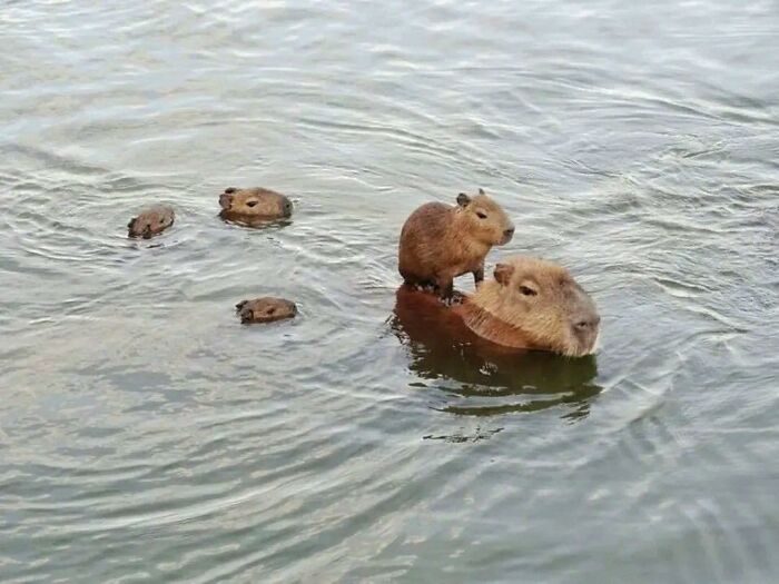 Capybara family swimming with one capybara humorously riding on another in a funny animal goblin mode moment.