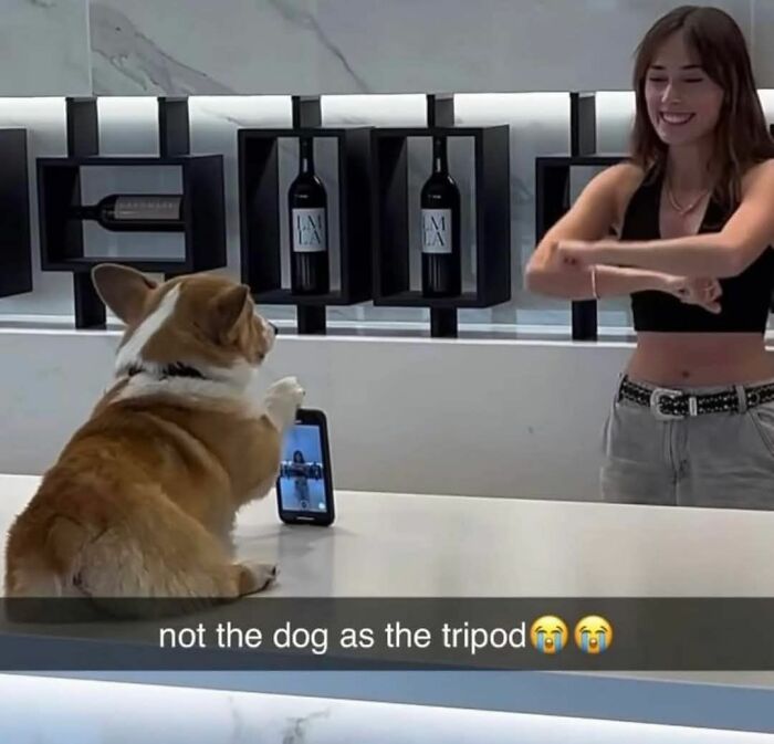 Corgi dog acting as a tripod holding a phone, while a smiling woman exercises in the background, funny random meme.