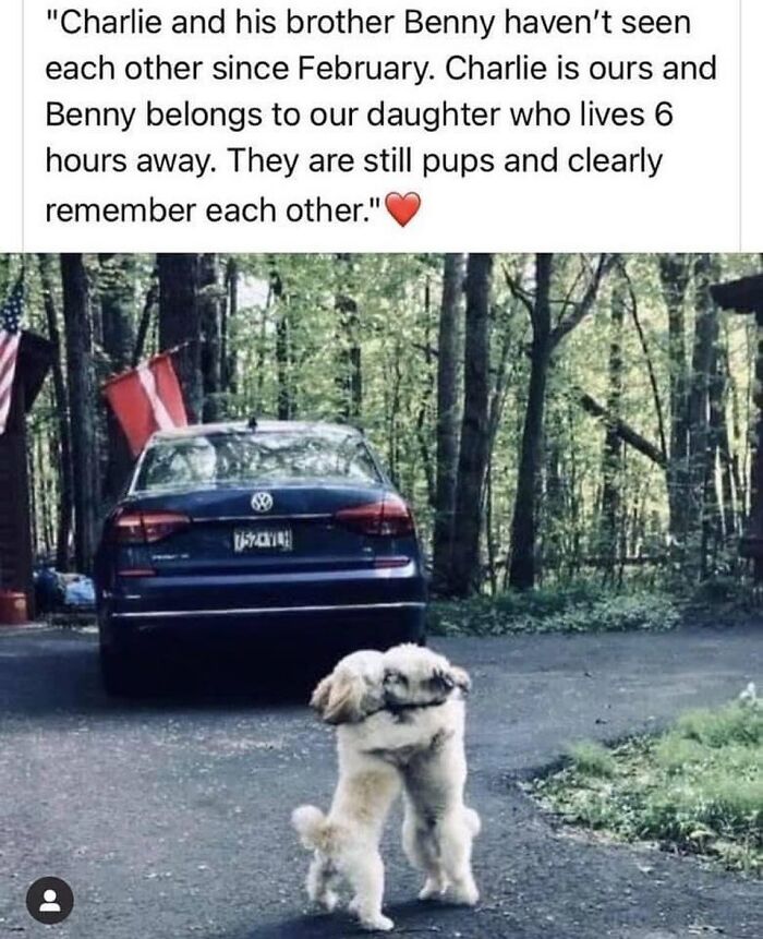 Two small dogs hugging each other on a driveway, illustrating funny and silly animal memes to lift your spirits.