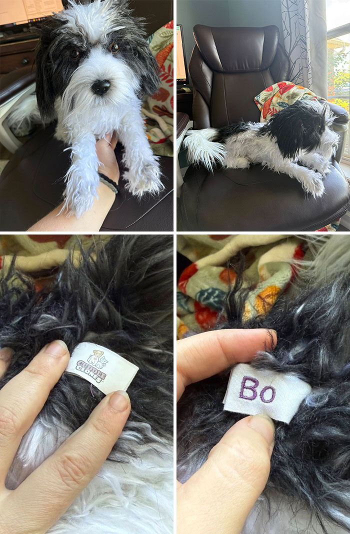 Black and white thrifted plush dog named Bo with tags, featured as one of the weird and wonderful thrifted finds.