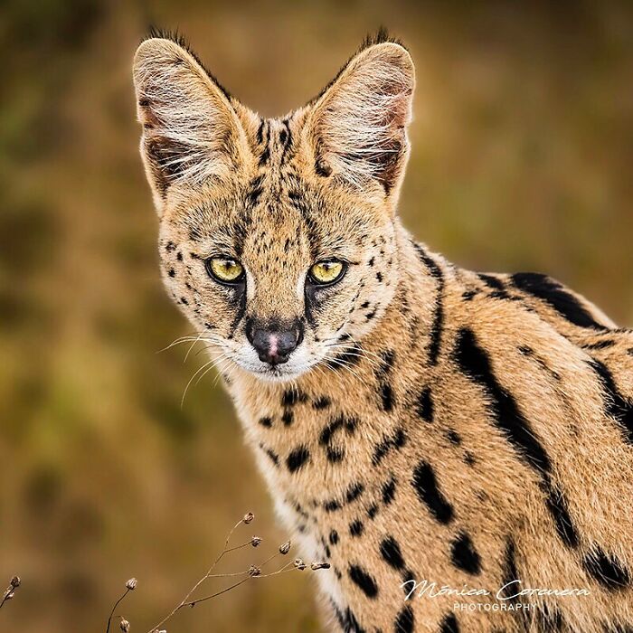 Serval cat with striking yellow eyes in natural habitat showcasing unforgettable wildlife moments captured.