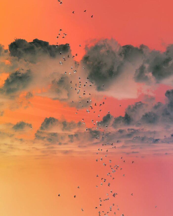 Flock of birds flying through dramatic clouds at sunset in a creative photo edit that challenges reality.