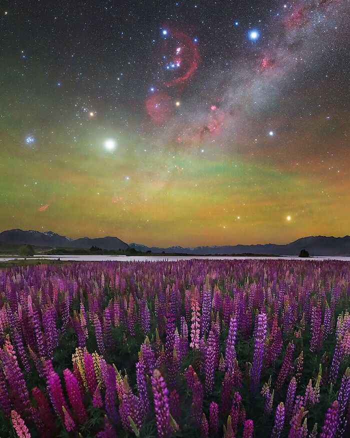 Field of purple flowers under a vibrant night sky with the Milky Way showcasing the beauty of the stars and galaxies.