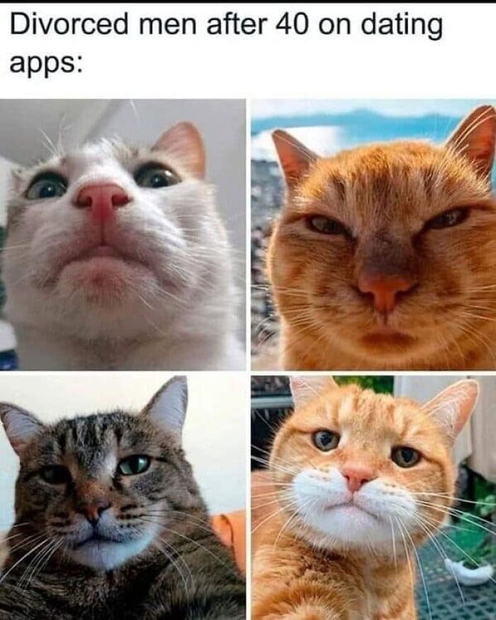 Four close-up photos of cats with funny and silly expressions, illustrating animal memes to keep spirits up.