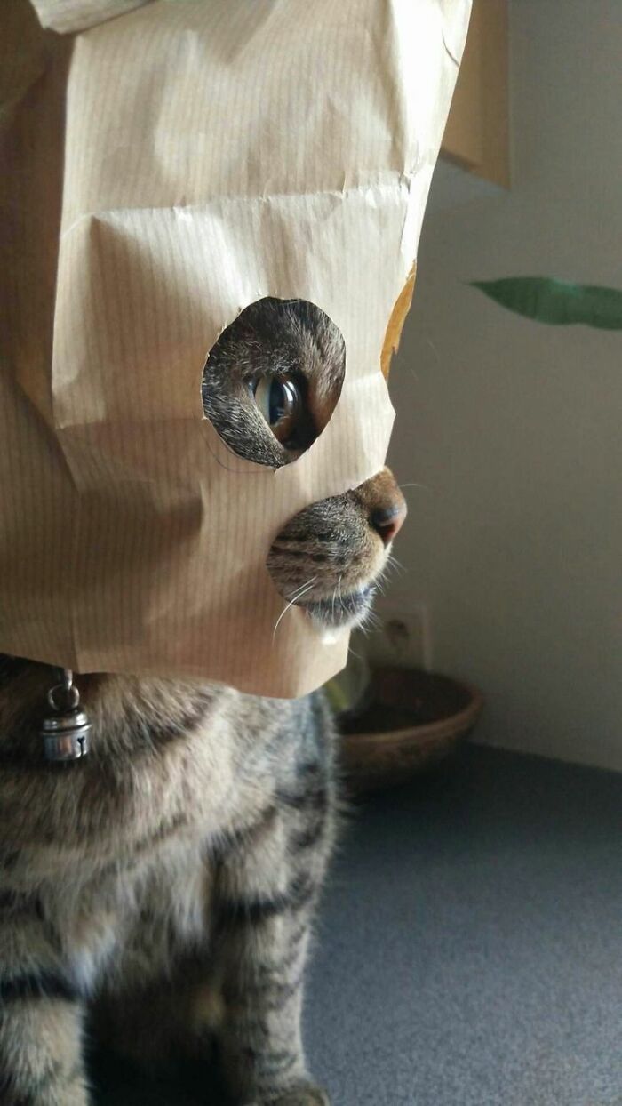Tabby cat wearing a paper bag mask with eye and nose holes, a funny and heartwarming animal pic that may make you laugh.