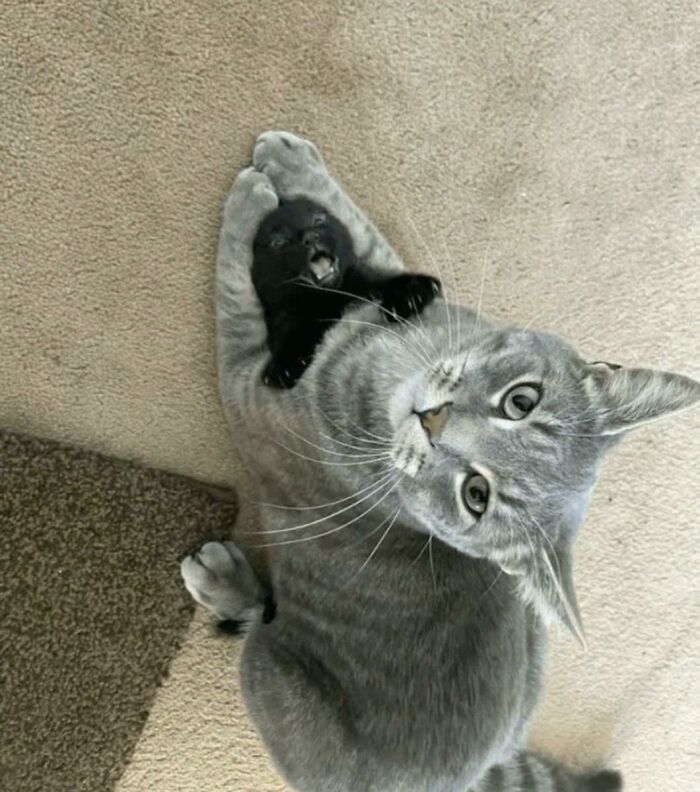 Gray cat holding a small black kitten in a playful pose, showcasing hilarious animals in goblin mode humor.