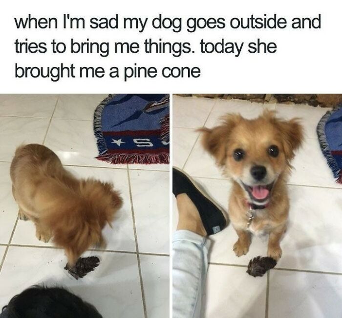 Small dog indoors happily bringing a pine cone to its owner, funny and silly animal meme to lift spirits.