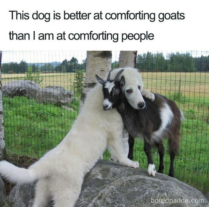 Funny animal meme showing a dog comforting a goat, capturing silly and uplifting animal moments in a natural outdoor setting.