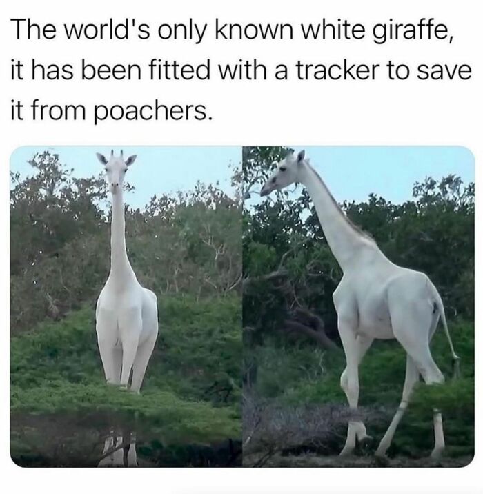 The world's only known white giraffe fitted with a tracker to protect it from poachers in the wild.