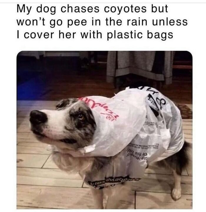 Dog wearing plastic bags to stay dry in the rain, a funny and silly animal meme to lift your spirits.