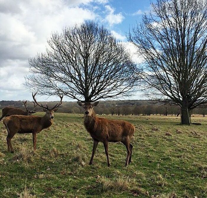 Three deer standing in a field with leafless trees in the background, blending animal pics with nature scenery.