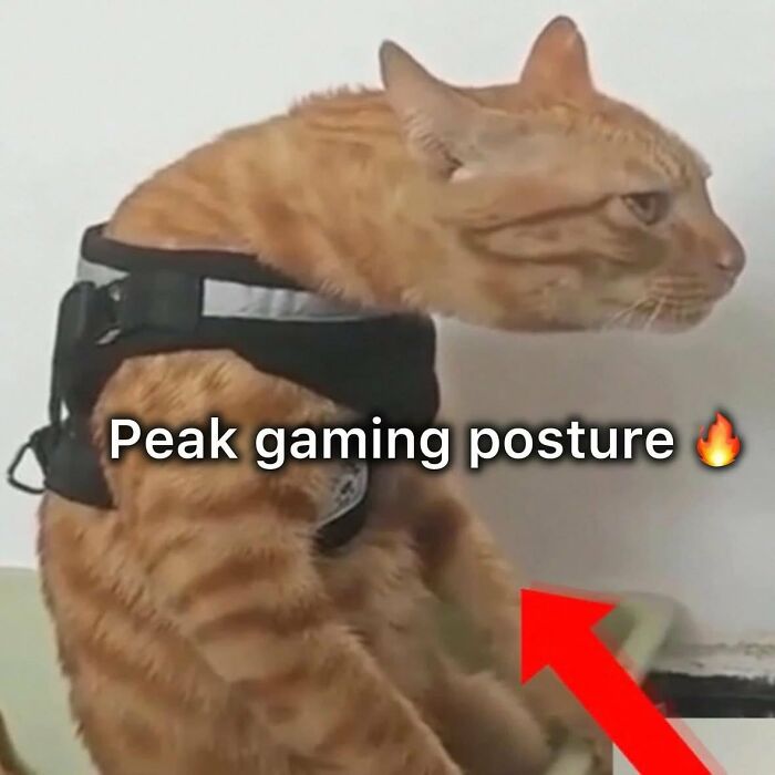 Orange tabby cat wearing a black harness appears to sit upright in a chaotic meme about gaming posture.