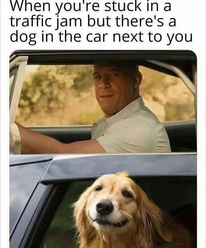 Man and smiling dog in cars during traffic jam, showcasing funny and silly animal memes to boost your spirits.