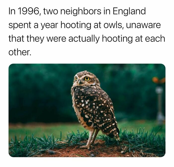 Owl standing on grass with blurred green background illustrating secret facts about neighbors hooting at each other.