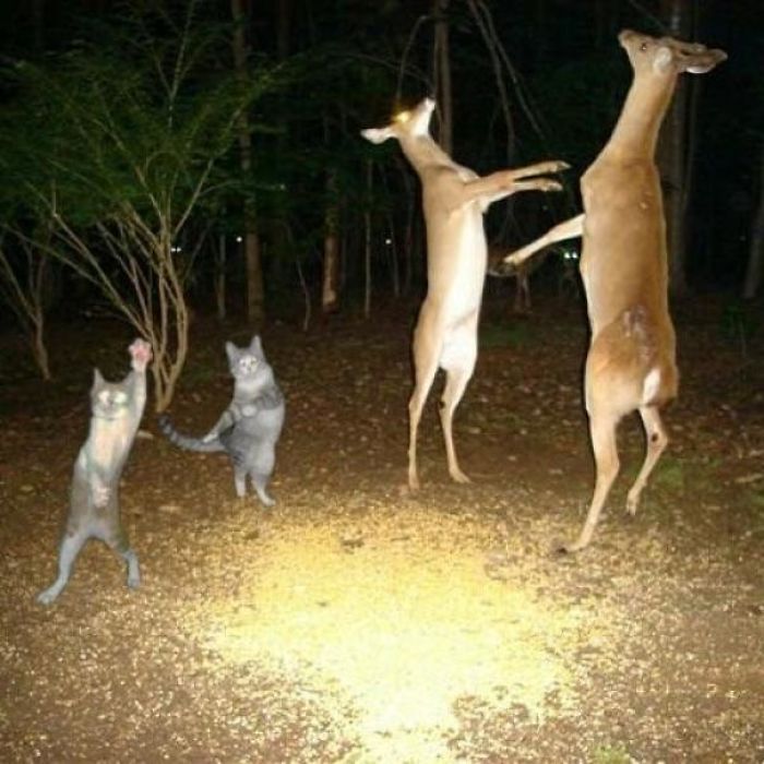 Two cats and two deer standing on hind legs in a wooded area at night in funny animal pics.