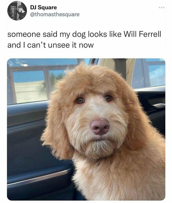 Funny and silly animal meme featuring a fluffy dog with a humorous caption about looking like Will Ferrell.