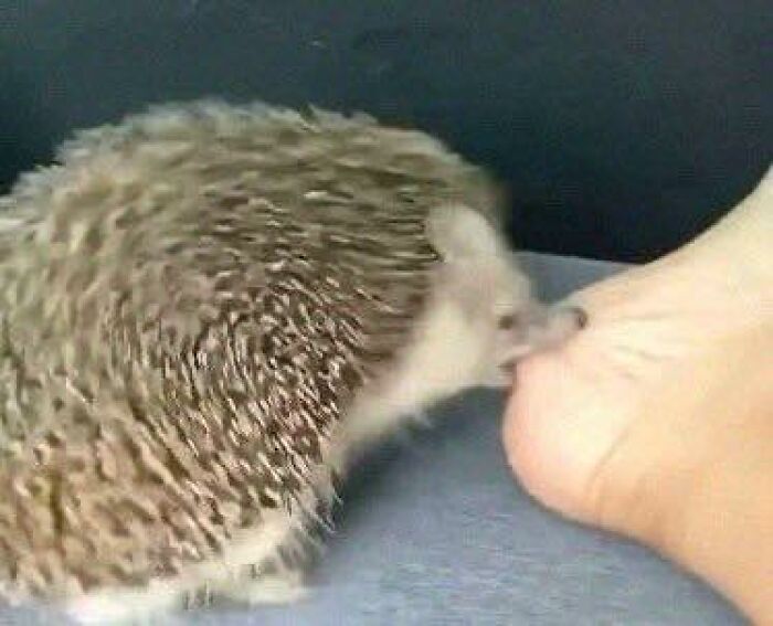Hedgehog biting a human toe showing hilarious animal behavior in goblin mode moment captured up close.