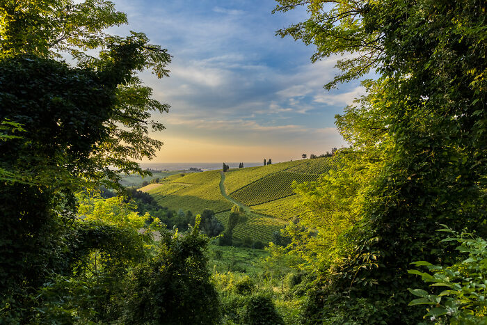Scenic view of lush green fields framed by trees, showcasing nature's beauty in world food photography awards.