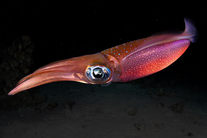 Close-up photograph of a vibrant squid underwater showcasing intricate details and colors for photographer of the year challenge.