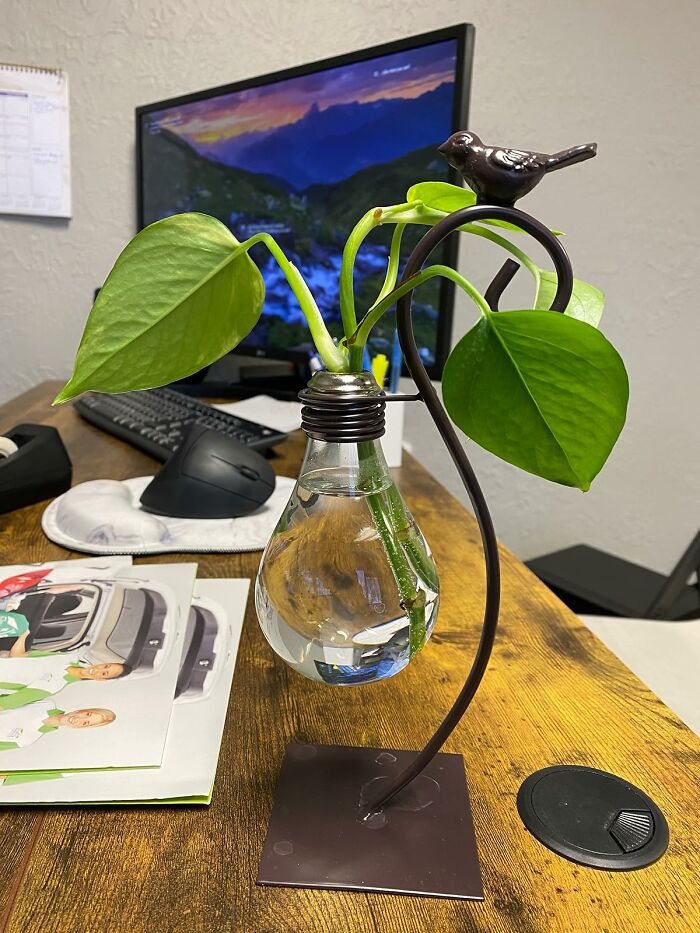 A stylish desk plant holder shaped like a lightbulb with green leaves, adding charm to your desk happy place.