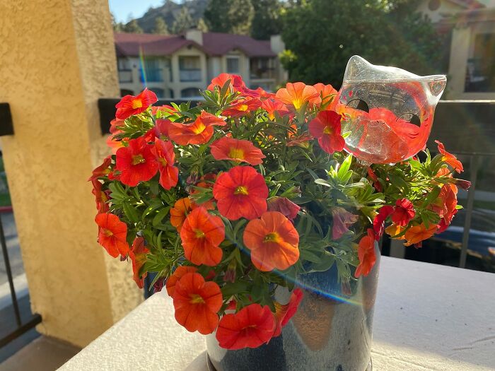 Vibrant red and orange flowers in a pot with a clear cat-shaped decoration, offering an instant mood lift in sunlight