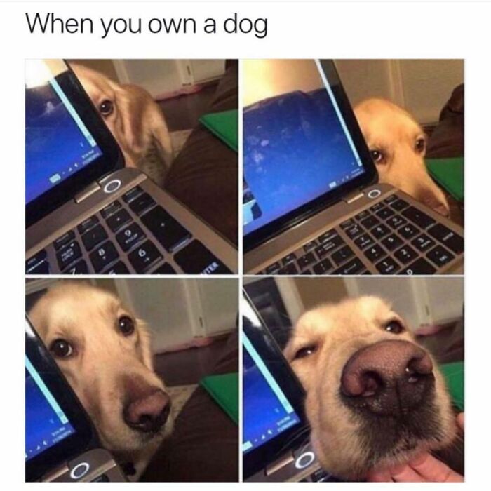 Golden retriever dog peeking around a laptop, showcasing funny and wholesome dog memes for dog lovers and cat people alike.