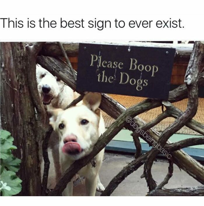 Two dogs behind a wooden fence near a sign that says please boop the dogs in a funny and wholesome dog memes style.