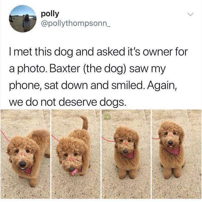 Tweet showing a fluffy dog named Baxter sitting and smiling, illustrating funny and wholesome dog memes that melt hearts.