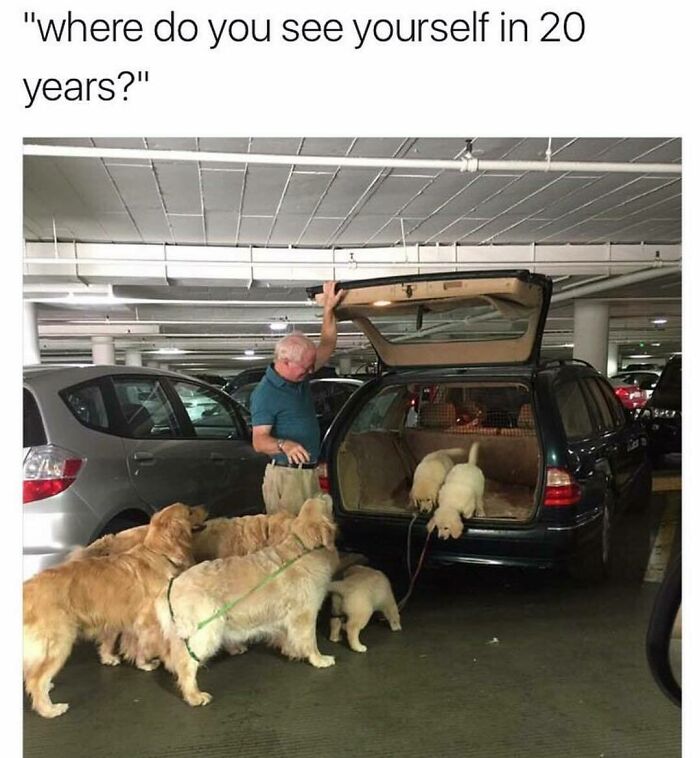 Man opening car trunk as multiple golden retriever dogs wait to get inside in a funny and wholesome dog memes image.