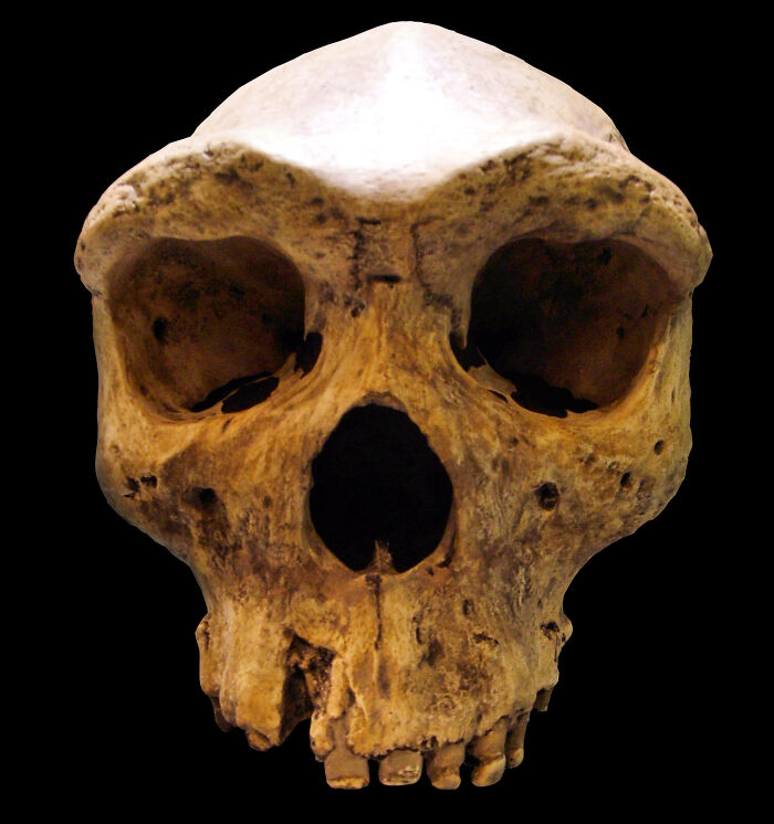 Ancient human skull fossil representing key archeological discoveries challenging traditional school teachings.