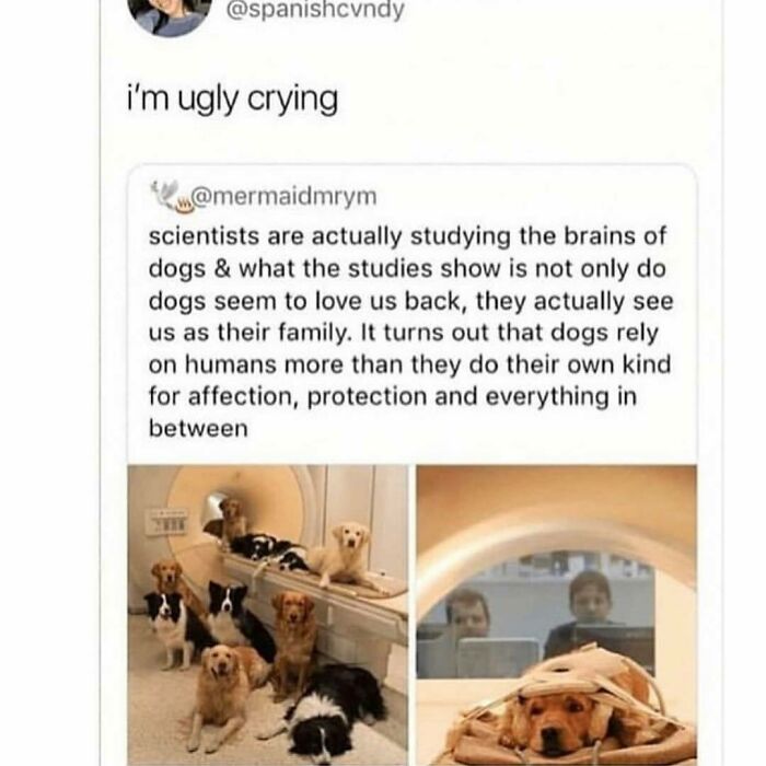Funny and wholesome dog memes showing dogs in an MRI study revealing their strong bond and affection for humans.
