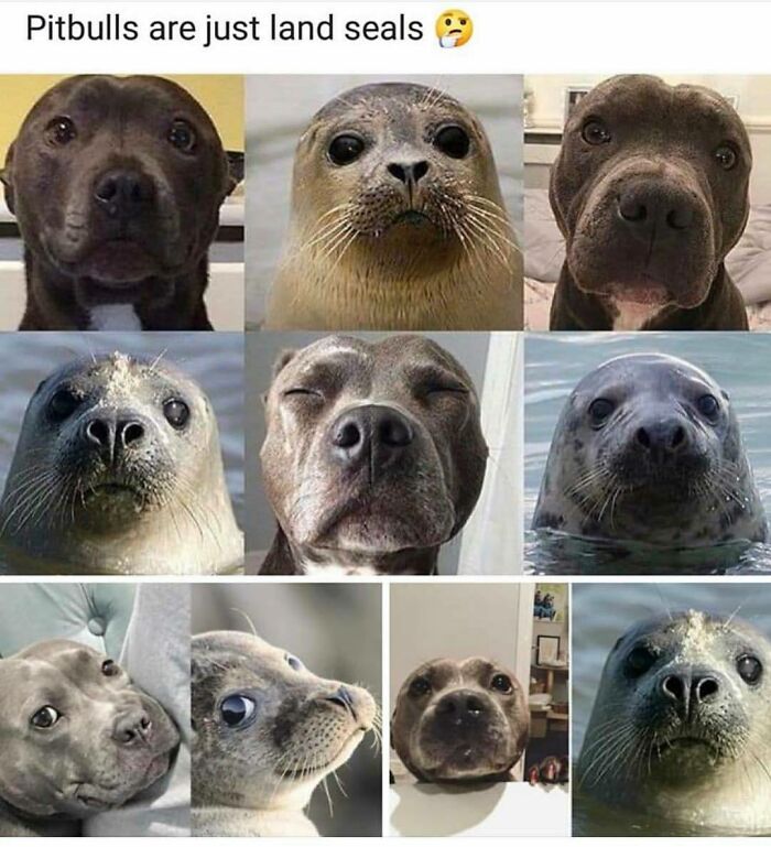 Funny and wholesome dog memes showing pitbulls compared to seals with similar facial expressions and features.