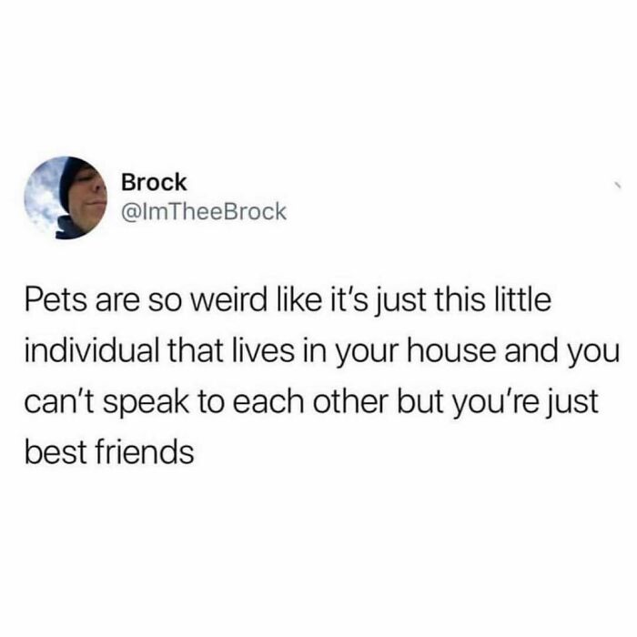 Funny and wholesome dog memes about the unique bond between pets and their owners, highlighting friendship without words.